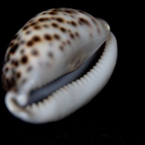 cowrie shell handmade jewellery from Bengal